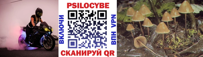 Псилоцибиновые грибы Cubensis  Бокситогорск 